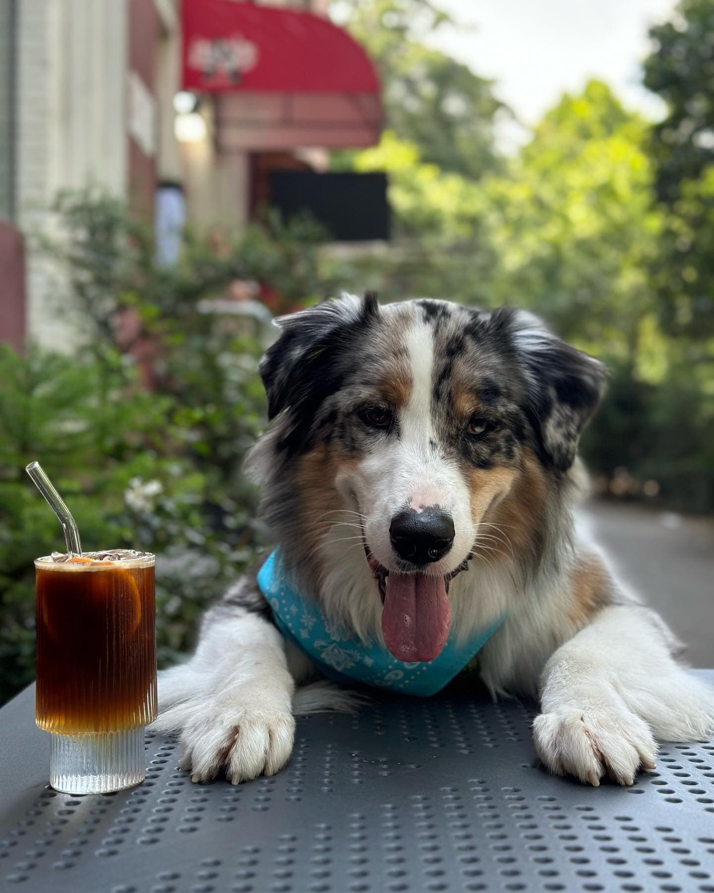 Fluffy Australian Shepherd wearing a blue bandana sits at an outdoor table with iced coffee.